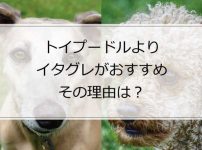 「トイプードル」よりも「イタグレ」をおすすめする3つの理由
