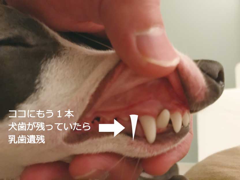 乳歯遺残のイタグレの歯